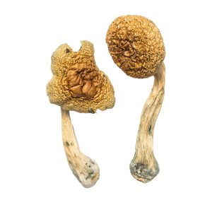 Penis Envy - Psilocybin Mushrooms - 3.5 grams